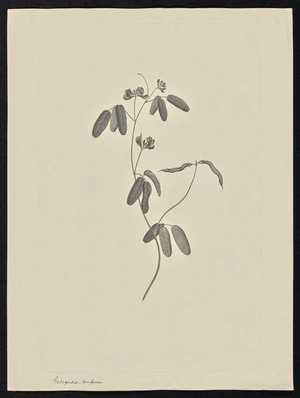 Parkinson, Sydney, 1745-1771: Galegoides, purpurea [Galactia tenuiflora (Leguminosae) - Plate 77]