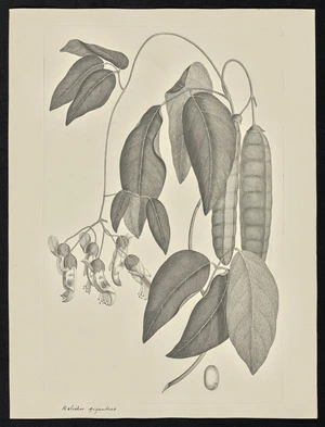 Parkinson, Sydney, 1745-1771: Dolichos giganteus [Mucuna gigantea (Leguminosae) - Plate 76]