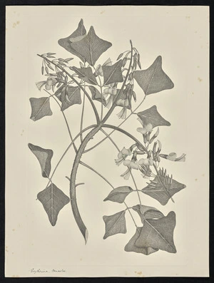 Parkinson, Sydney, 1745-1771: Erythrina, concolos [Erythrina vespertilio (Leguminosae) - Plate 75]
