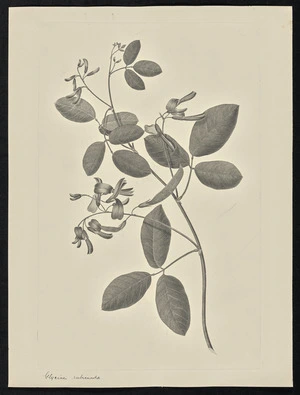 Parkinson, Sydney, 1745-1771: Glycine rubicunda [Kennedia rubicunda (Leguminosae) - Plate 74]