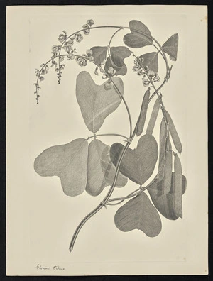 Parkinson, Sydney, 1745-1771: Glycine Vetusa [Vandasia retusa (Leguminosae) - Plate 73]