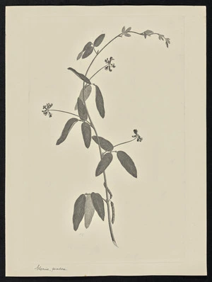 Parkinson, Sydney, 1745-1771: Glycine, paradoxa [Glycine tomentella (Leguminosae) - Plate 71]