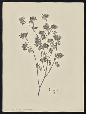 Parkinson, Sydney, 1745-1771: Ornithopodioides, pilsea [Smithia conferta (Leguminosae) - Plate 69]