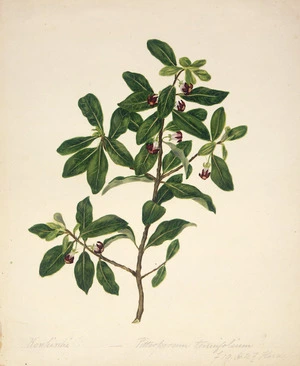 Featon, Sarah Ann, 1847 or 1848-1927 :Kowhiwhi? Pittosporum tenuifolium [Kohuhu]. f.19. H.N.Z. flora. [ca 1890]