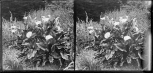 Arum lilies in garden [photographer William and Lydia Myrtle Williams' Royal Terrace house, Kew, Dunedin?]