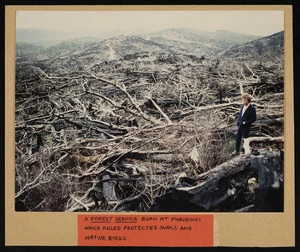 A Forest Service burn at Mokihinui