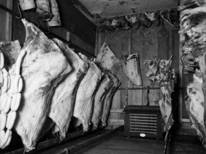 Butcher's fridge, with carcasses and meat cuts