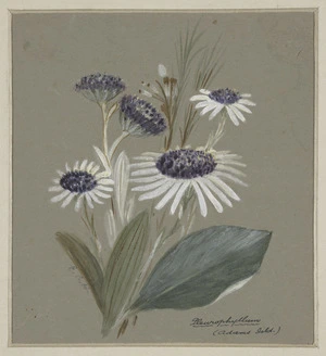 Harris, Emily Cumming, 1837?-1925 :Pleurophyllum (Adams Isl[an]d). [ca 1890]