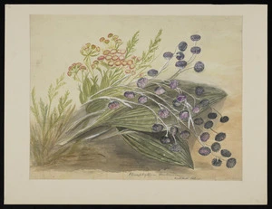 Harris, Emily Cumming, 1837?-1925 :Pleurophyllum criniferum (Auckland Island). [1890s?]