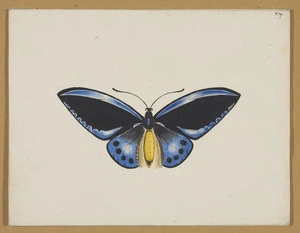 Buller, Arthur Percival, 1866-1910 :New Zealand lepidoptera. [1904?]