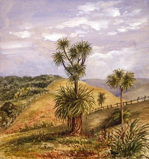 Artist unknown :Cabbage? [tree, Auckland or Waikato. Between 1862 and 1864]