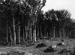 Belt of kauri trees