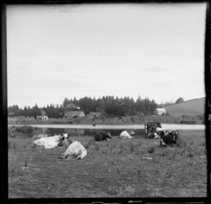 Cattle resting beside river, Taieri Mouth, South Otago