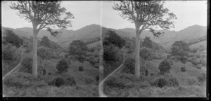 A hillside, Akaroa, Banks Peninsula