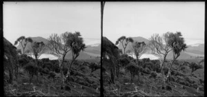 Man leaning on cabbage tree on scrubby hillside, including coastal view, Black Head, Otago Peninsula, Dunedin, Otago Region