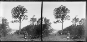 Large group in clearing, Woodhaugh Gardens, Dunedin, Otago Region, including large kauri tree