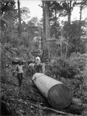 Bullock team hauling a log through bush in the Northland Region