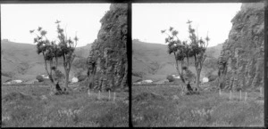 Unidentified man standing [with an axe?] at the base of a cabbage tree, near Murdering Beach, Otago