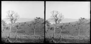 Farmland, Dunedin