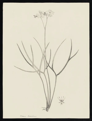 Parkinson, Sydney, 1745-1771: Drosera, Dichotoma [Drosera indica (Droseraceae) - Plate 100]