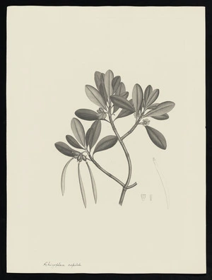 Parkinson, Sydney, 1745-1771: Rhizophora capitata [Ceriops tagal (Rhizophoraceae) - Plate 102]