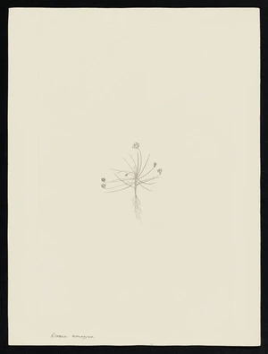 Parkinson, Sydney, 1745-1771: Drosera monogyna [Byblis liniflora (Byblidaceae) - Plate 101]