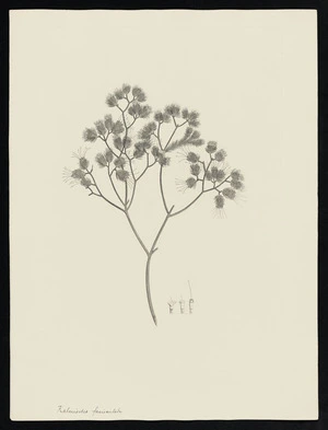 Parkinson, Sydney, 1745-1771: Kalmiordes fasisculata [Darwinia fascicularis subsp. fascicularis (Myrtaceae) - Plate 106]