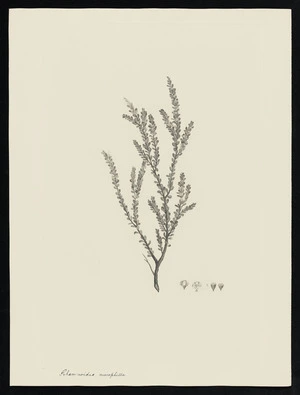 Parkinson, Sydney, 1745-1771: Rhamnoides, microphilla [Thryptomene oligandra (Myrtaceae) - Plate 107]