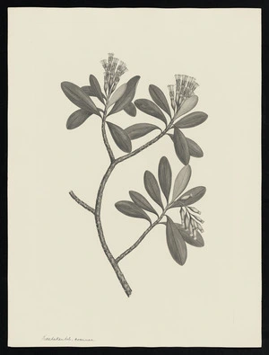 Parkinson, Sydney, 1745-1771: Kaedakaudel, coceinea [Lumnitzera littorea (Combretaceae) - Plate 105]