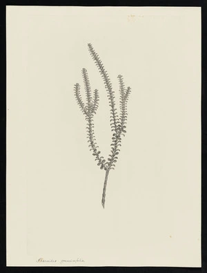 Parkinson, Sydney, 1745-1771: Pharoides gramimfolia [Baeckea imbricata (Myrtaceae) - Plate 108]