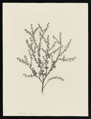 Parkinson, Sydney, 1745-1771: Philadelphus, squanosus [Leptospermum squarrosum (Myrtaceae) - Plate 111]