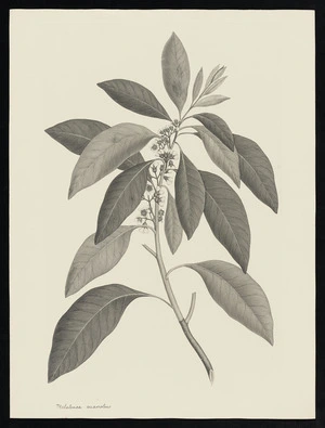 Parkinson, Sydney, 1745-1771: Melaleuca suareoleus [Tristania suaveolens (Myrtaceae) - Plate 122]