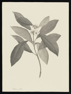 Parkinson, Sydney, 1745-1771: Prillirum ferum [Rhodomyrtus macrocarpa (Myrtaceae) - Plate 123]