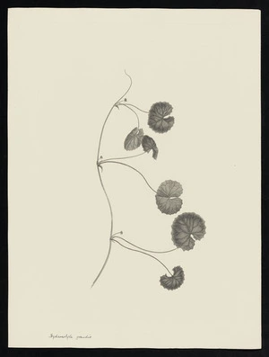 Parkinson, Sydney, 1745-1771: Hydrocotyle grandis [Centella asiatica (Umbelliferae) - Plate 136]