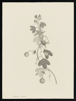 Parkinson, Sydney, 1745-1771: Parfsiflora, coccinea [Passiflora aurantia (Passifloraceae) - Plate 134]