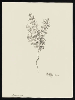 Parkinson, Sydney, 1745-1771: Sanieuloides, hirta [Xanthosia pilosa (Umbelliferae) - Plate 140]