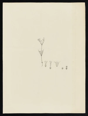 Parkinson, Sydney, 1745-1771: [Untitled][Hedyotis metrasacmoides (Rubiaceae) - Plate 143]