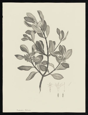 Parkinson, Sydney, 1745-1771: Ixoroides littoralis [Schyphiphora hydrophyllacea (Rubiaceae) - Plate 148]