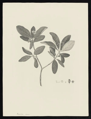 Parkinson, Sydney, 1745-1771: Lycoides, eymosa [Psychotria loniceroides (Rubiaceae) - Plate 152]