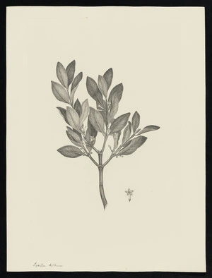 Parkinson, Sydney, 1745-1771: Lycium biflorum [Canthium coprosmoides (Rubiaceae) - Plate 149]