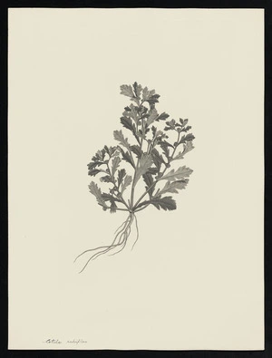 Parkinson, Sydney, 1745-1771: Cotula rutriflora [Epaltes australis (Compositae) - Plate 162]