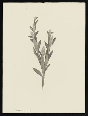 Parkinson, Sydney, 1745-1771: Gnaphalium redoleus [Pterocaulon serrulatum (Compositae) - Plate 161]