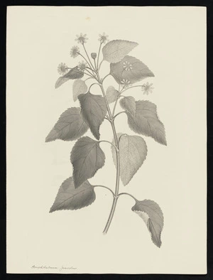 Parkinson, Sydney, 1745-1771: Buyohthalmum. Juaveoleus [Wedelia biflora (Compositae) - Plate 164]