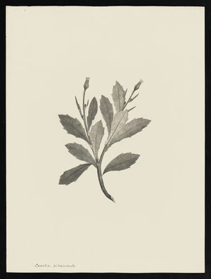 Parkinson, Sydney, 1745-1771: Cacalia, pilosiusculx [Gynura pseudochina (Compositae) - Plate 170]