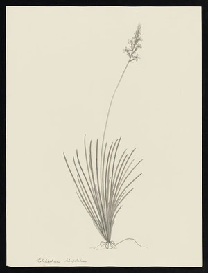 Parkinson, Sydney, 1745-1771: Lobeliastrum tetrapelatum [Stylidium graminifolium (Stylidiaceae) - Plate 171]