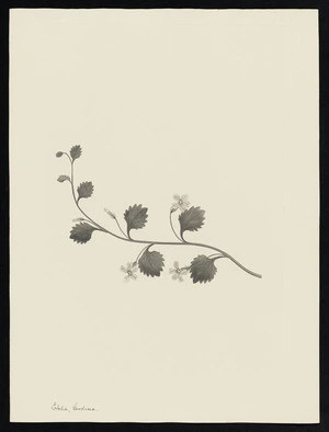 Parkinson, Sydney, 1745-1771: Lobelia, Goodema [Goodenia rotundifolia (Goodeniaceae) - Plate 180]