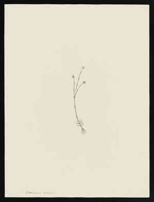 Parkinson, Sydney, 1745-1771: Lobeliastrum amsenum [Stylidium fissilobum (Stylidiaceae) - Plate 186]