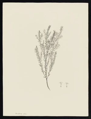 Parkinson, Sydney, 1745-1771: Barbatula, pateus [Leucopogon ericiodes (Epacridaceae) - Plate 194]