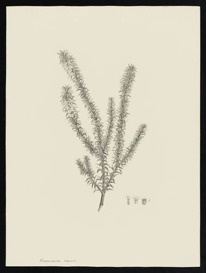 Parkinson, Sydney, 1745-1771: Diapensoides odorata [Woollsia pungens (Epacridaceae) - Plate 199]