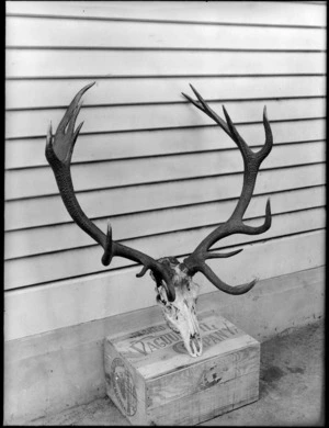 A deer skull with horns, propped up on a wooden crate against weatherboard siding